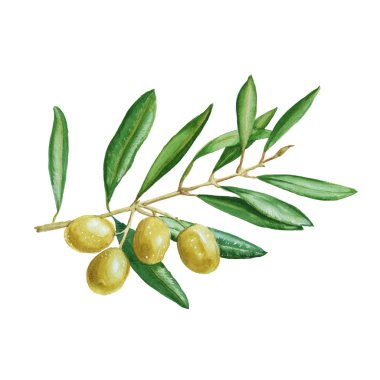 Yeşil çilek ile zeytin dalı. izole. suluboya