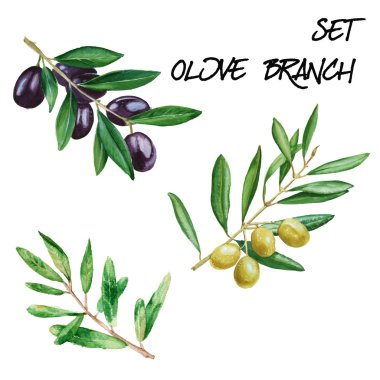 Zeytin dalı ile ayarlayın. izole. suluboya