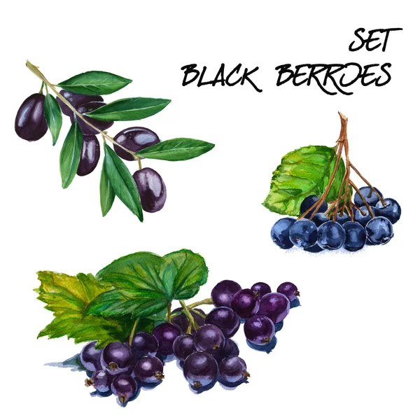 Set with black currant, mountain ash and black olive branch. iso — Stock Photo, Image