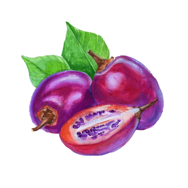 Tamarillo ovoce. Akvarel ilustrace. izolirovnny. — Stock fotografie