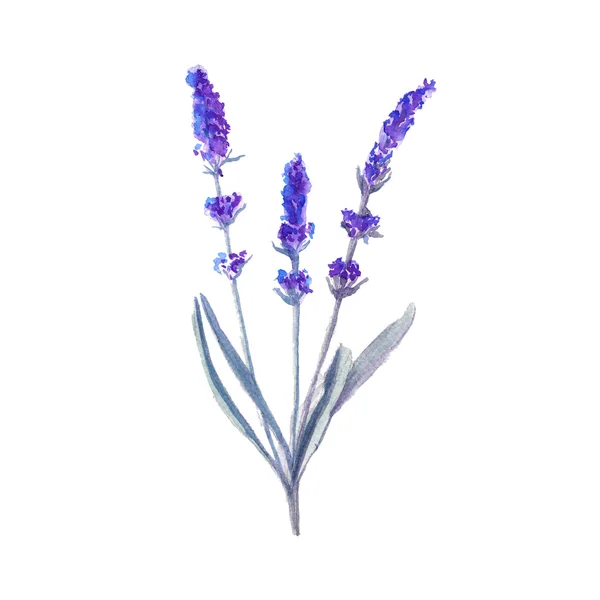 Lavanta çiçeği. izole. suluboya resim — Stok fotoğraf