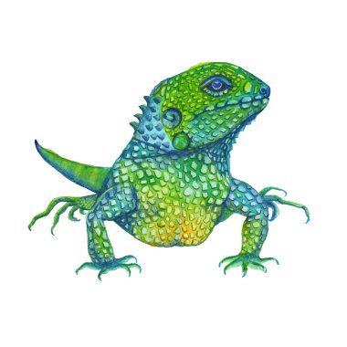 iguana kertenkele. izole. suluboya resim