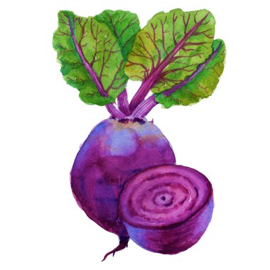 pancar yaprakları ile. Beyaz arka plan üzerinde izole. suluboya Hüseyin