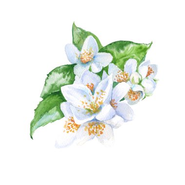 Yasemin çiçekleri şube. izole. suluboya resim.