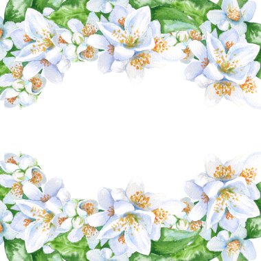 Yasemin çiçekleri ile çerçeve. izole. suluboya resim.