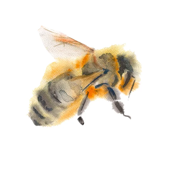 Létající včelka. izolované na bílém pozadí. Akvarel illustratio — Stock fotografie
