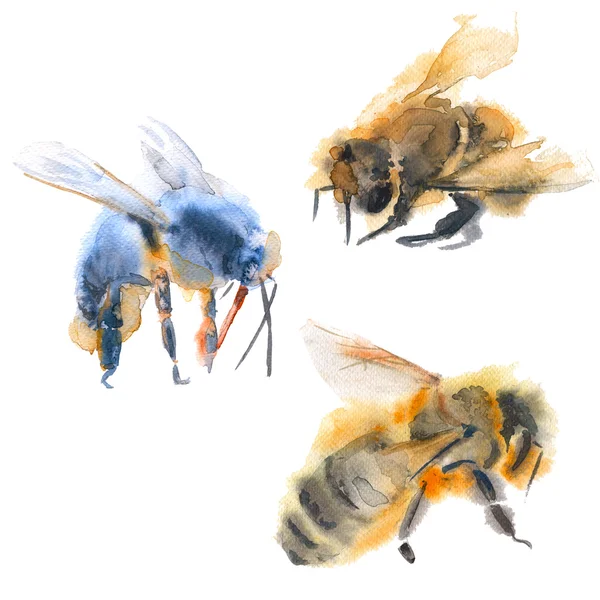 Fliegende Bienen. isoliert auf weißem Hintergrund. Aquarell-Illustrationen — Stockfoto