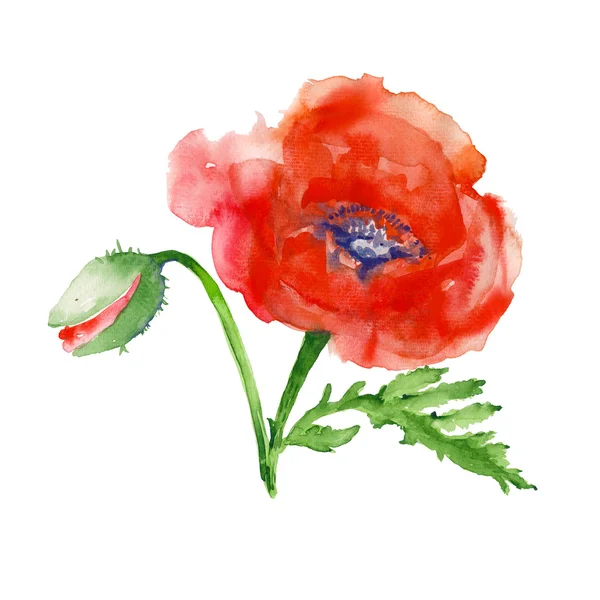 Poppy. isolado. ilustração aquarela — Fotografia de Stock