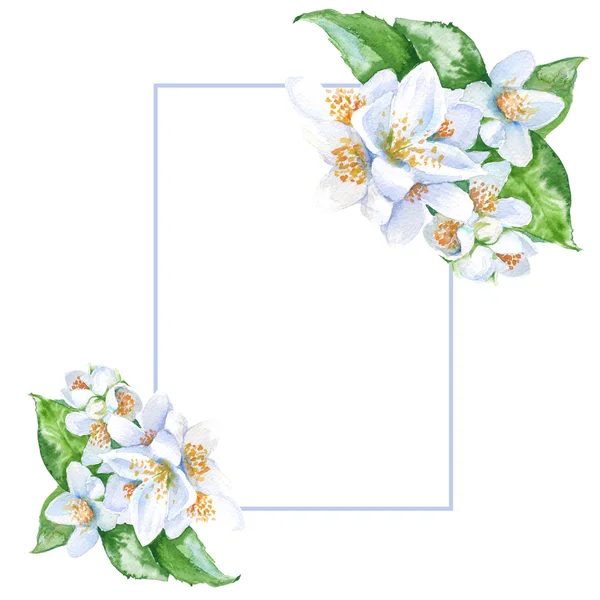 Moldura com flores de jasmim. isolado. ilustração aquarela . — Fotografia de Stock