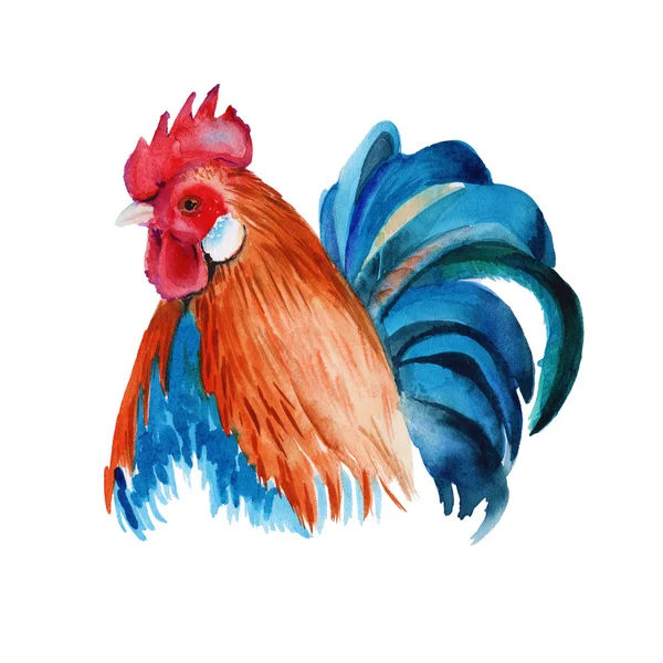 Rooster. isolated. watercolor illustration — Stock Photo, Image