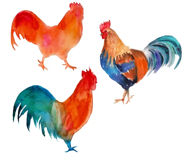 Rooster. isolated. watercolor illustration — Stock Photo, Image