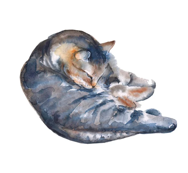 Kočičí ilustrace na bílém pozadí. akvarel, ilustrace. — Stock fotografie