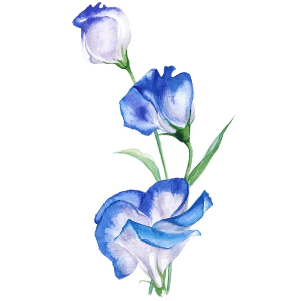 Větve květin eustoma. Izolované na bílém pozadí. Akvarel, ilustrace. — Stock fotografie