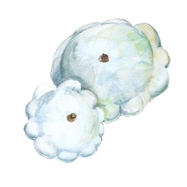 Patison. Cucurbita pepo. Elszigetelt fehér background. Akvarell illusztráció. — Stock Fotó
