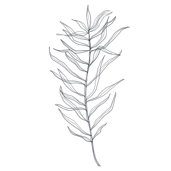 Indisches Pflanzenblatt. Isoliert auf weißem Hintergrund. — Stockfoto
