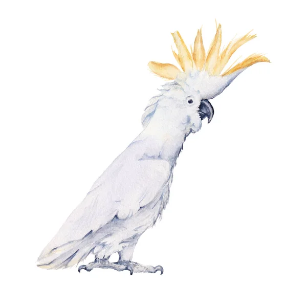 Un oiseau australien. Isolé sur fond blanc. — Photo