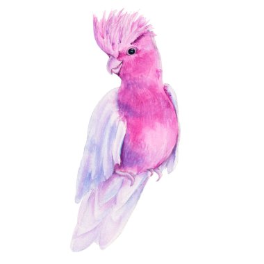 Avustralya kuşu. Beyaz bir arkaplanda izole edilmiş.