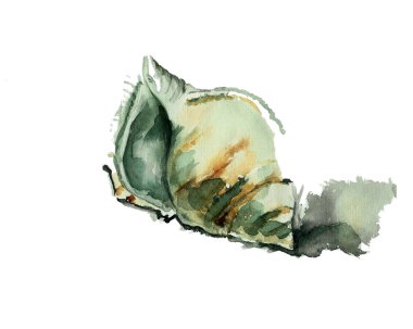 Masanın üzerinde deniz kabuğu