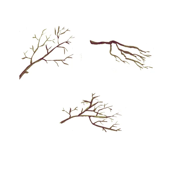 Tree  branches without and with leaves Watercolir — 图库照片