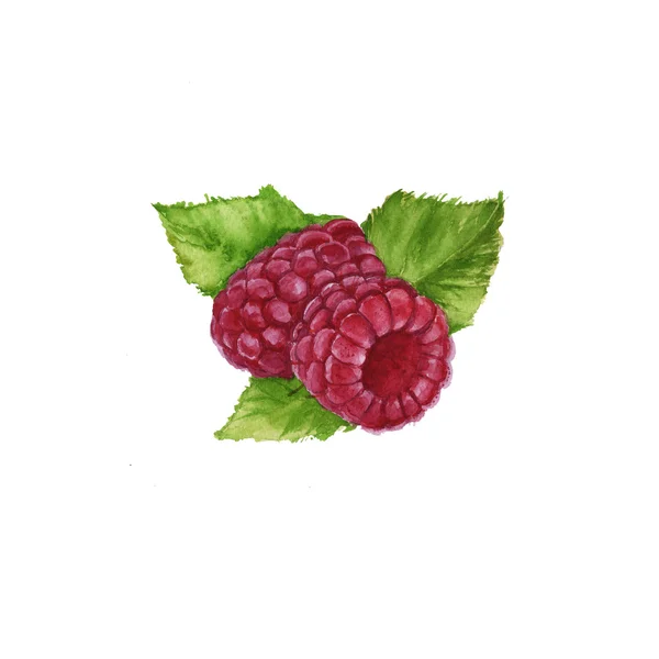 잘 익은 라스베리 고립 된 수채화의 열매 — 스톡 사진