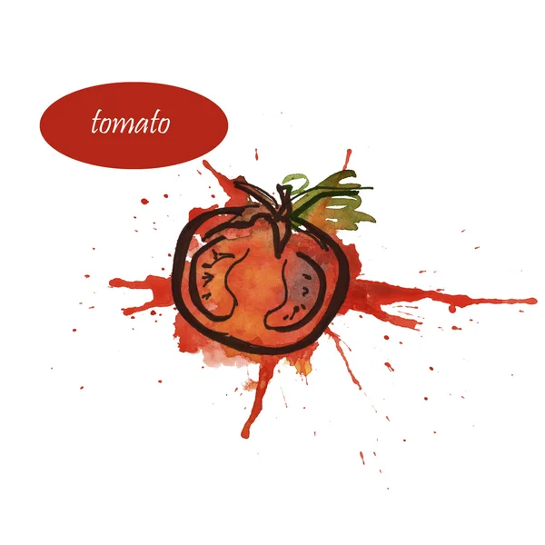 Skissera av tomaten på akvarell blot — Stockfoto