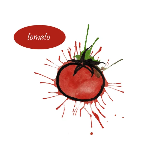 Skissera av tomaten på akvarell blot — Stockfoto