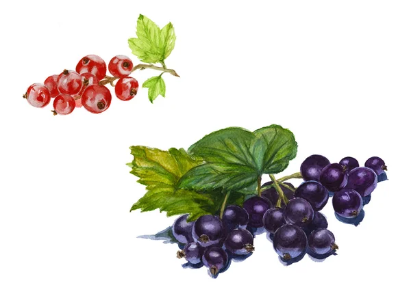 Set of red and black currant isolated. Watercolor — Stock Photo, Image
