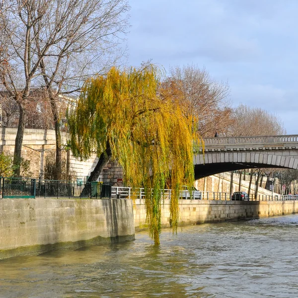 Willow on the embankment — Stock Photo, Image