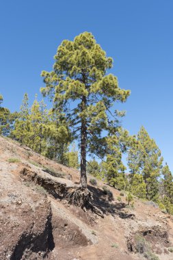 Çam ağacı bir dağ yamacında
