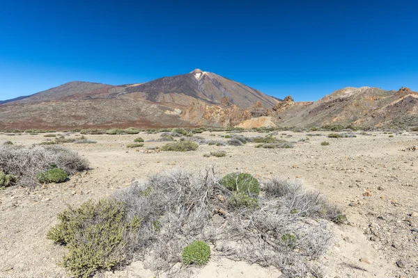 Sparse vegetation of the valley of the volcano — Stock Photo, Image