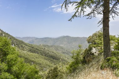 Uçurumun kenarına Karaçam