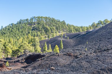 Çam ormanı lav yamaç