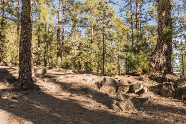 Günbatımı çam ormanı içinde