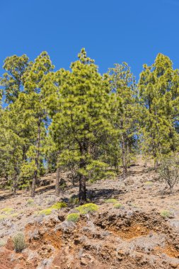 Kanarya Adası Çam sarp dağ yamacında
