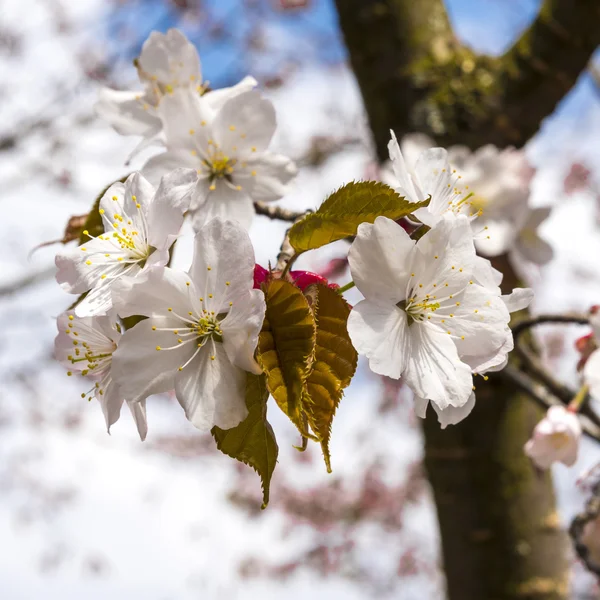 Sakura çiçek