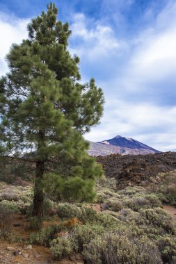 Çam ağacı Teide yanardağı fon