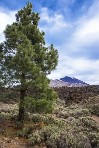 Pino sobre el telón de fondo del volcán del Teide — Foto de Stock