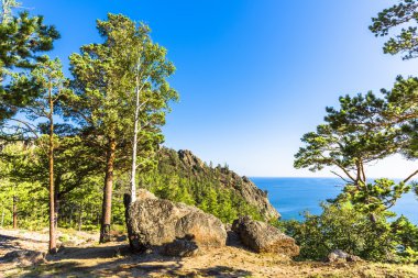 Taşlar hakkında ağaçlar büyümek