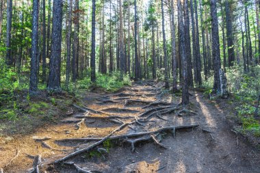 Bir orman trail.jpg köklerine