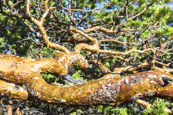 Vinutí větev Borovice kleč — Stock fotografie