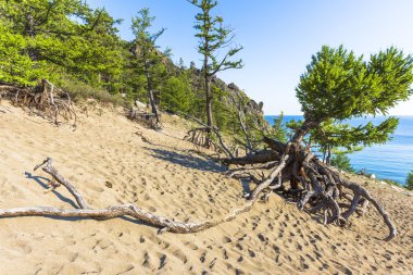 Karaçam uzun kökleri ile