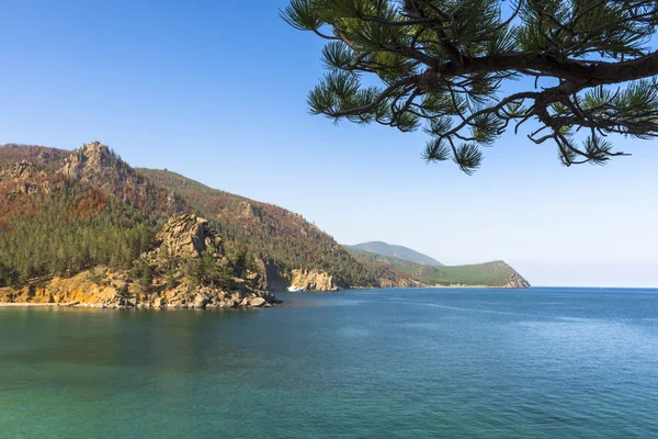 Çam dalı ile manzara