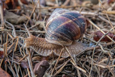 Üzüm tarlasının kenarındaki kuru bir yaprağın üzerinde salyangoz..