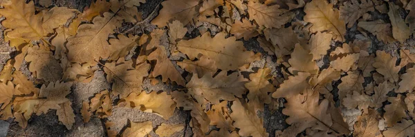 Száraz Tölgyfa Levelek Szőnyege Őszi Erdőben — Stock Fotó