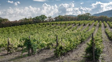 Abrau-Durso köyü yakınlarındaki dağlık alanda geniş üzüm tarlalarında akşam,