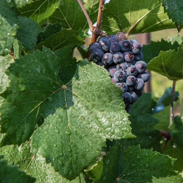 阿布杜 杜索一片鲜绿色葡萄藤上的一串成熟的葡萄 — 图库照片
