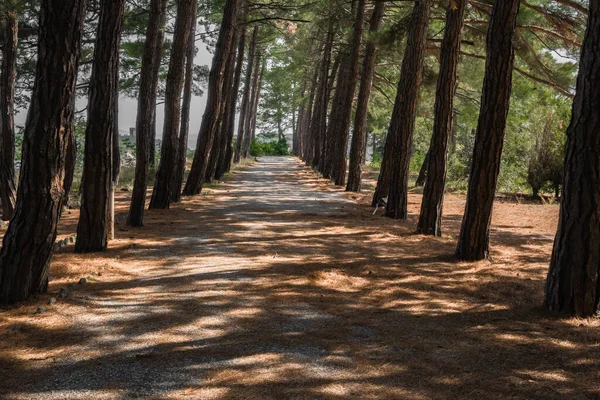 Pinos Altos Proyectan Largas Sombras Camino Bosque Coníferas Otoño — Foto de Stock