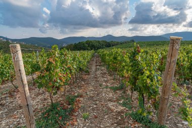 Abrau-Durso köyü yakınlarındaki dağlık alanda geniş üzüm tarlaları hasat ediliyor.