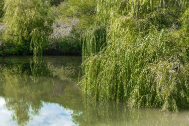 Ağlayan söğütlerle çevrili bir gölün kenarındaki ahşap çardak.