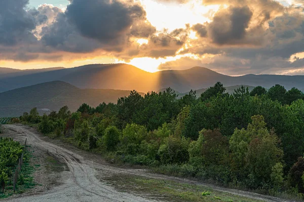 Cosecha Extensas Plantaciones Uva Zona Montañosa Cerca Del Pueblo Abrau Imagen De Stock